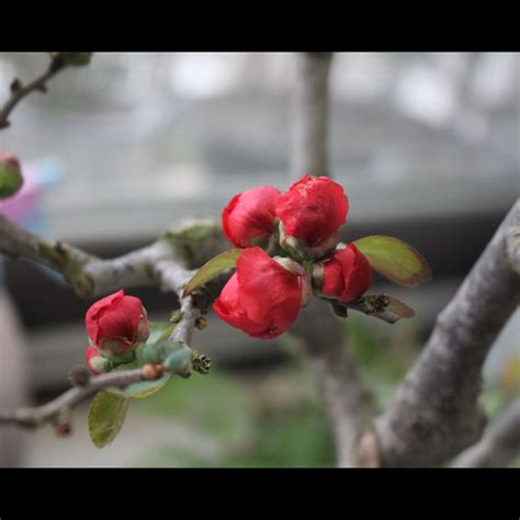 海棠花風水